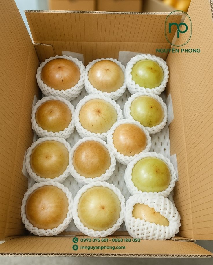 Mẫu thùng carton đựng vú sữa tiêu chuẩn